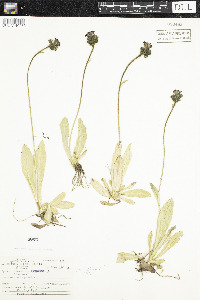 Hieracium aurantiacum image