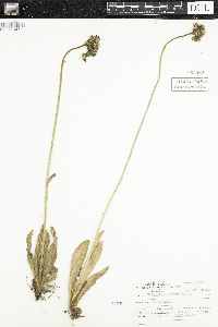 Hieracium aurantiacum image
