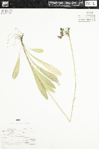 Hieracium aurantiacum image