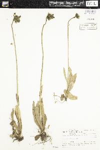 Hieracium aurantiacum image