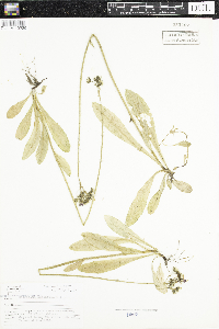 Hieracium aurantiacum image