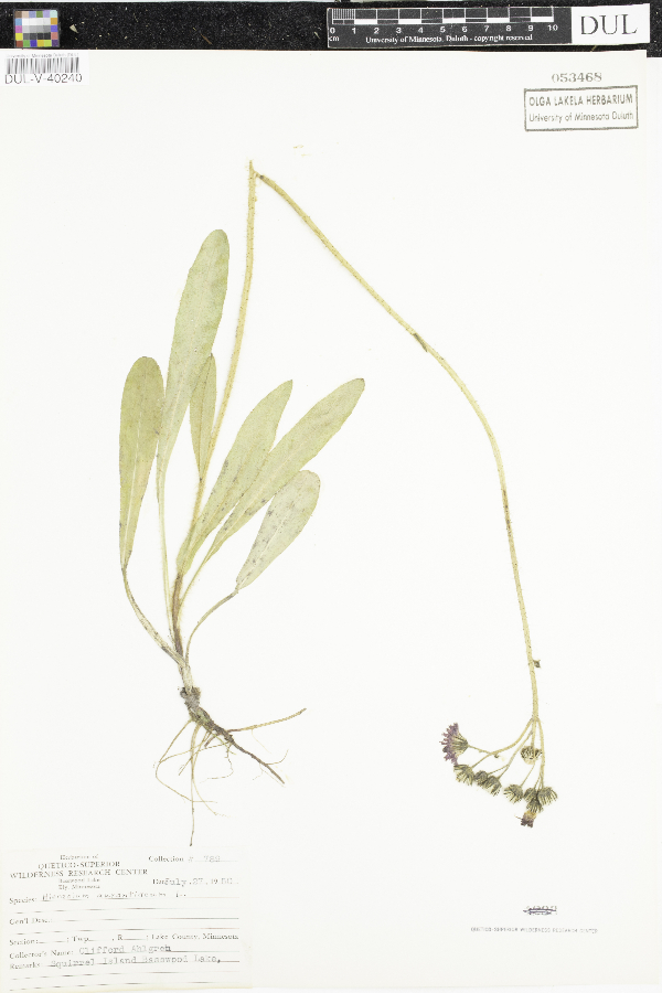 Hieracium aurantiacum image