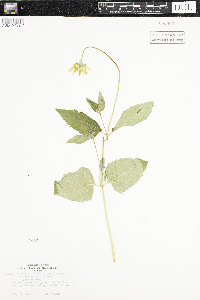 Heliopsis helianthoides image