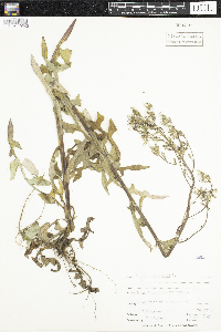 Lactuca canadensis image
