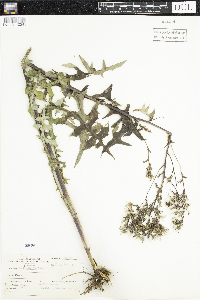 Lactuca canadensis image