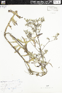 Lactuca canadensis image