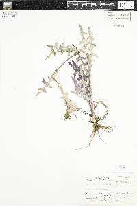 Lactuca canadensis image