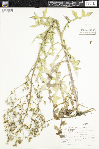 Lactuca canadensis image