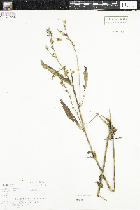 Lactuca canadensis image