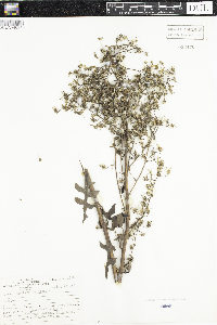 Lactuca canadensis image