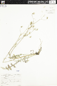 Lactuca canadensis image