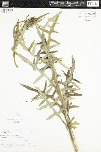 Lactuca canadensis image