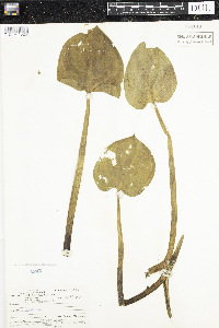 Media resource of Acorus calamus