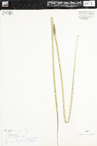 Acorus calamus image