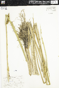 Acorus calamus image