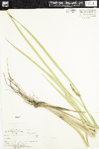 Acorus calamus image