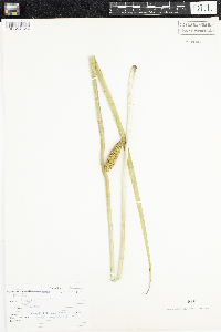 Acorus calamus image