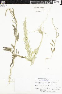 Atriplex patula image