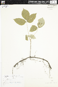Toxicodendron radicans image
