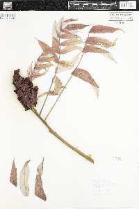 Rhus typhina image