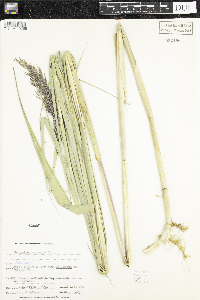 Phragmites australis image