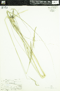 Spartina pectinata image