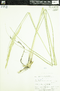Spartina pectinata image