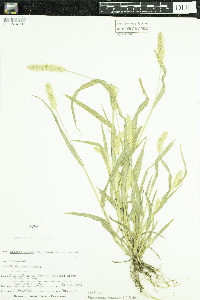 Setaria pumila subsp. pumila image