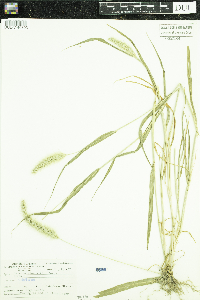Setaria pumila subsp. pumila image