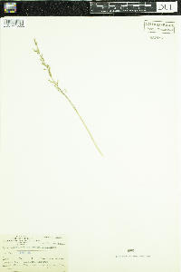 Sorghastrum nutans image