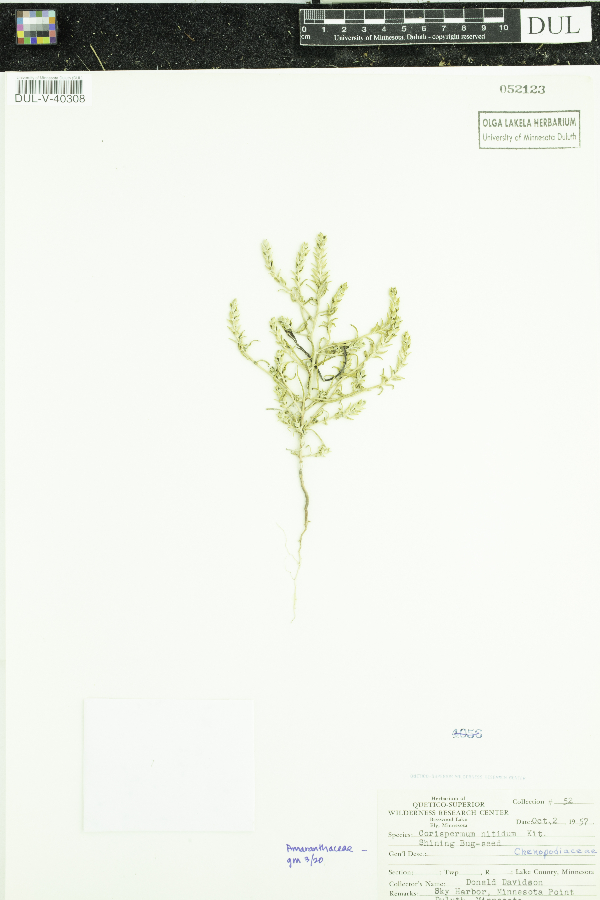 Corispermum nitidum image