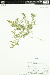 Media resource of Salsola tragus