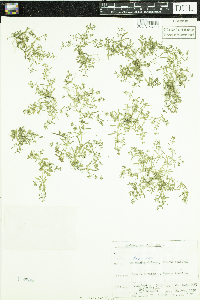 Mollugo verticillata image