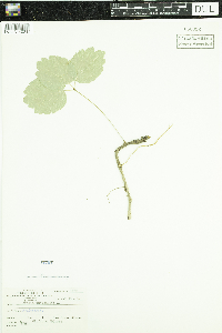 Aralia nudicaulis image