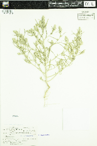 Corispermum pallasii image