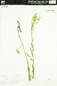 Solidago juncea image