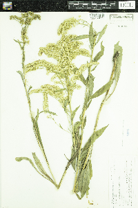 Solidago juncea image