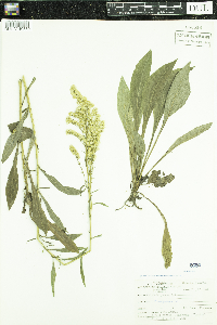 Solidago juncea image