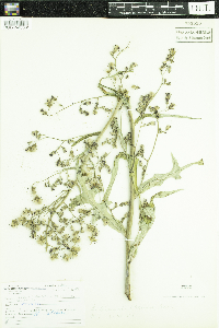 Lactuca ludoviciana image