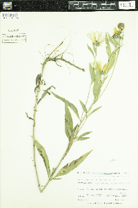 Helianthus maximiliani image