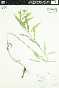 Helianthus maximiliani image