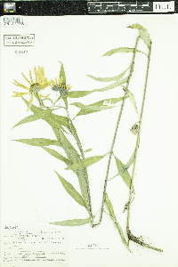 Helianthus maximiliani image