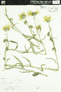 Helianthus maximiliani image