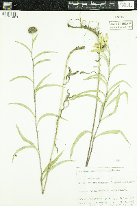 Helianthus maximiliani image
