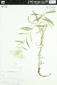 Anaphalis margaritacea image