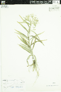 Anaphalis margaritacea image