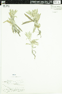 Anaphalis margaritacea image