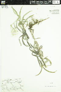Anaphalis margaritacea image