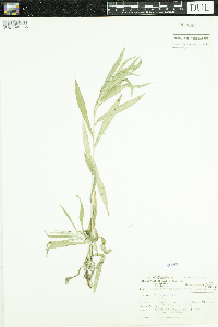 Anaphalis margaritacea image