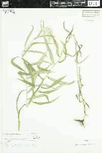 Anaphalis margaritacea image